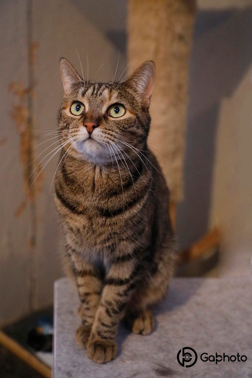 Pour les amoureux des chats