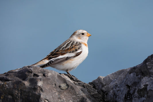 Anecdotes photographiques №5: Le plectrophane solitaire