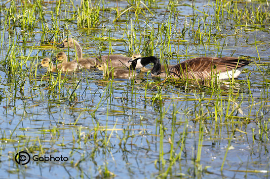 La Famille de Bernaches