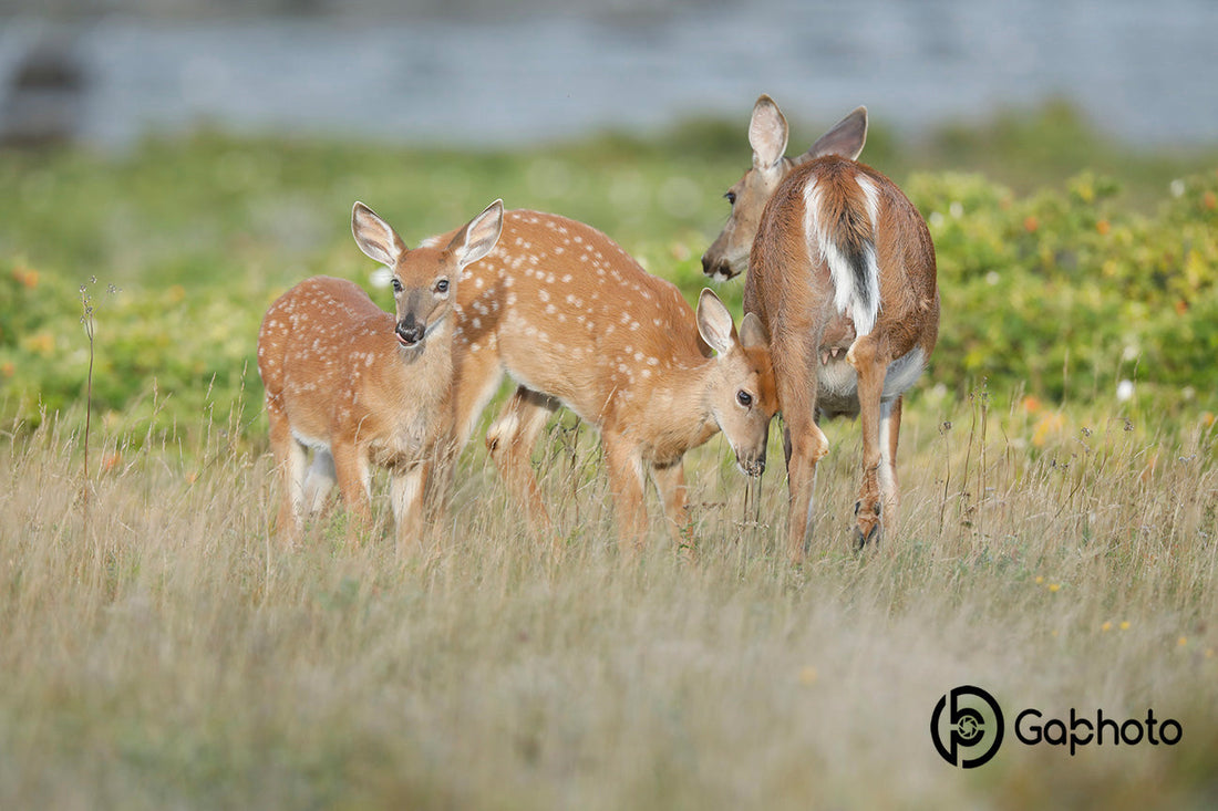 Rencontre au Parc du Bic