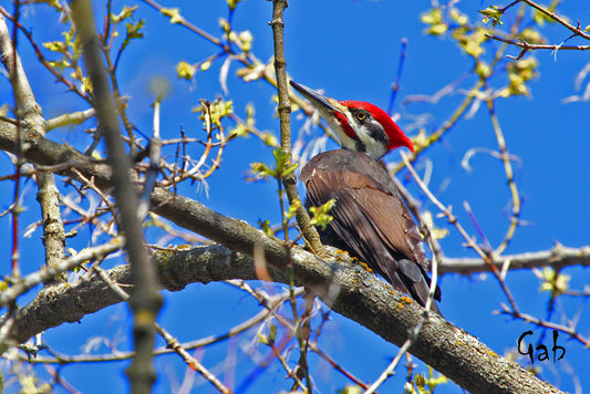 Anecdotes photographiques №4 : Le Grand Pic