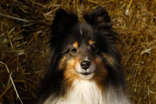 CaniRiki: Les chiens de Rimouski (Intro)