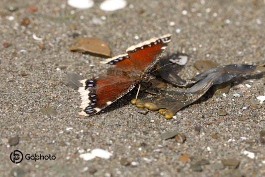 Le papillon de plage