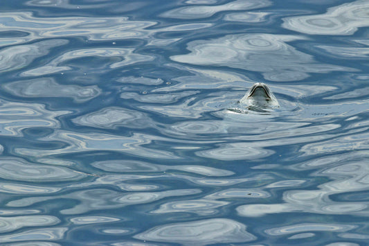 Anecdotes photographiques №3: Le phoque dormeur