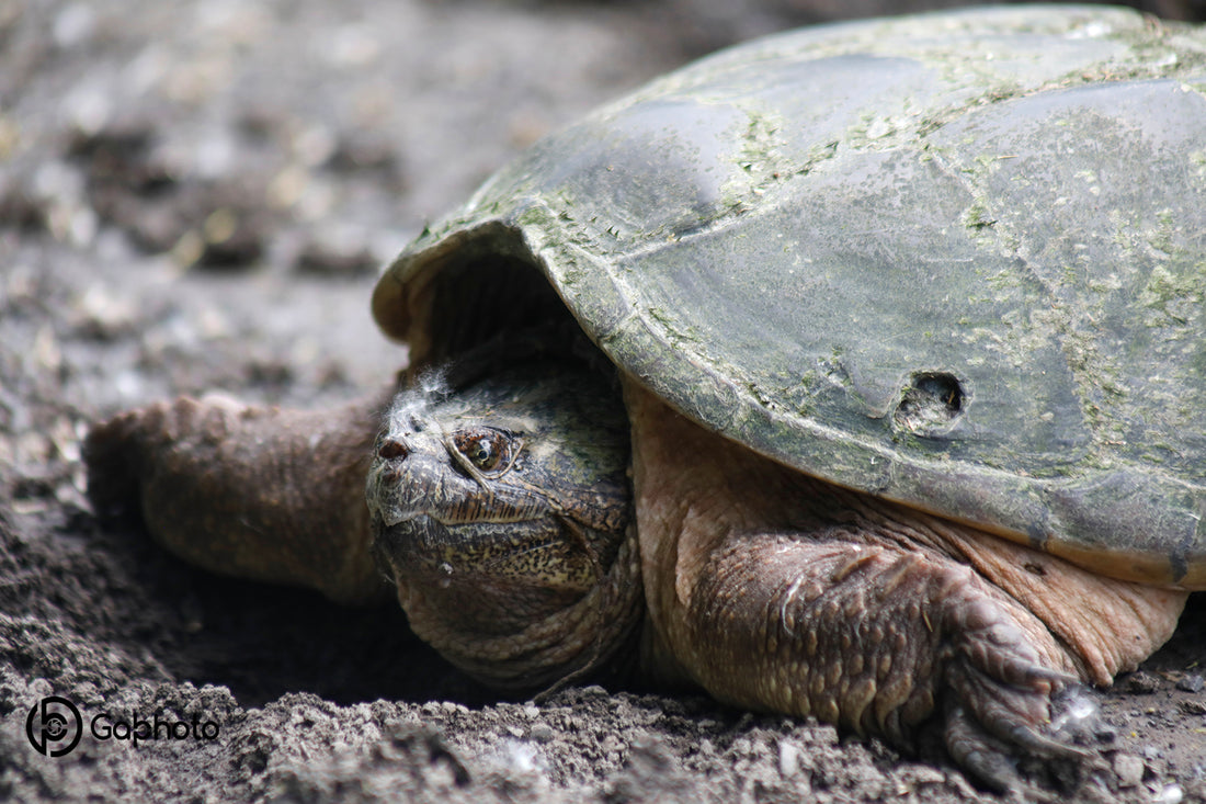 La Tortue Serpentine