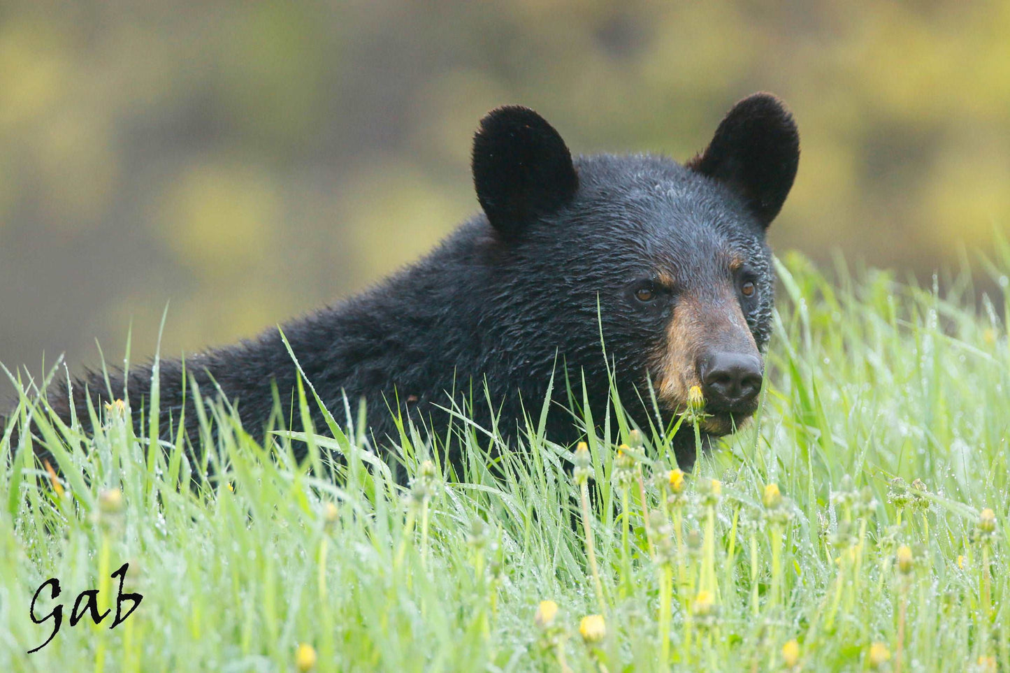 Coussin Ours et hautes herbes 18x18 CS-1818-026
