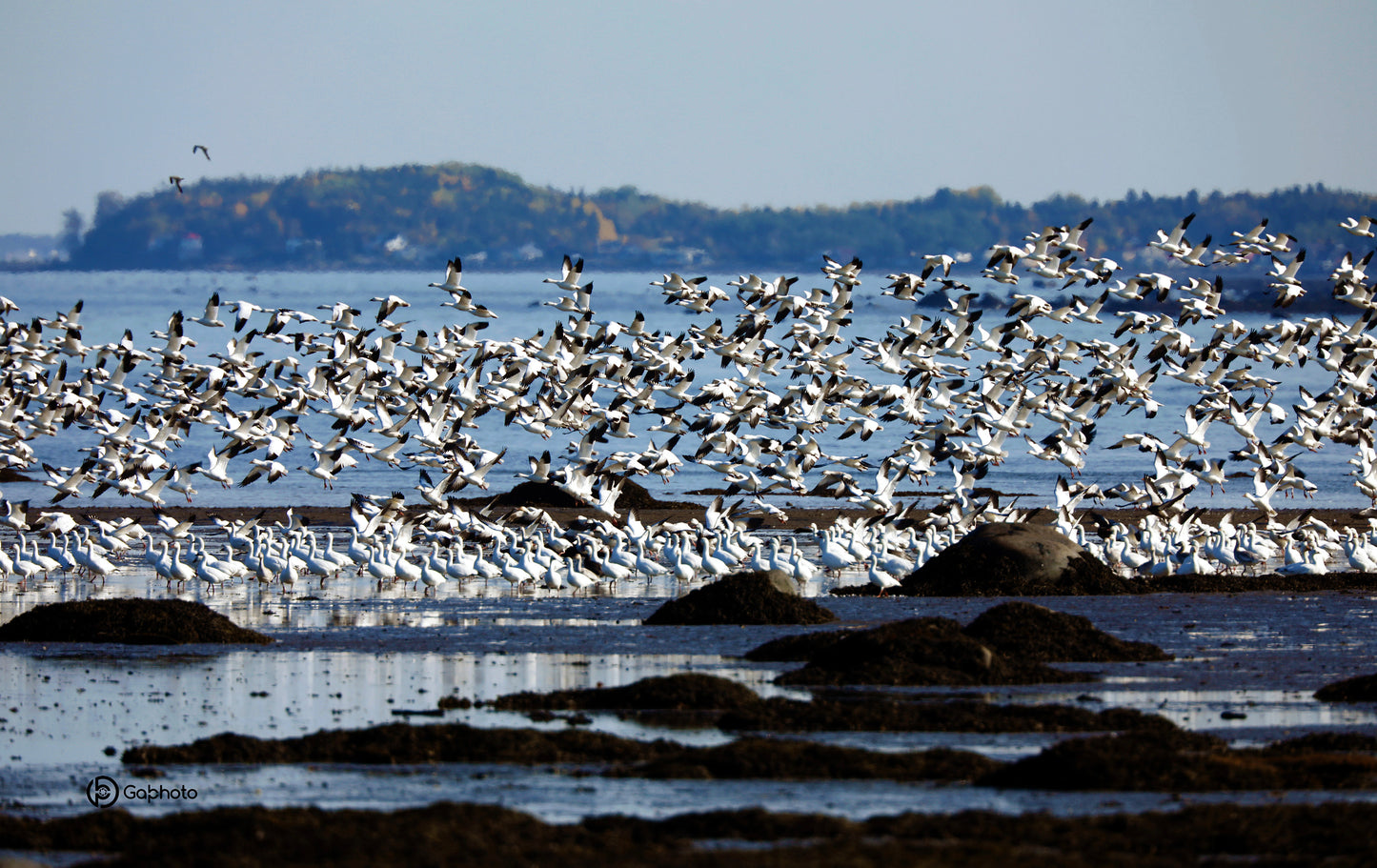 Impression photo Oies blanche migration