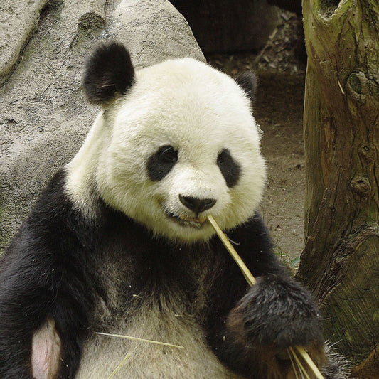 Coussin 14x14 Panda CS-1414-014