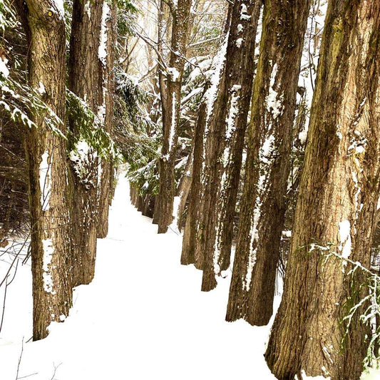 Coussin 18x18  Sous bois enneigé 2 CV-1818-073