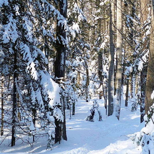 Coussin 18x18  Sous bois enneigé 1 CV-1818-071