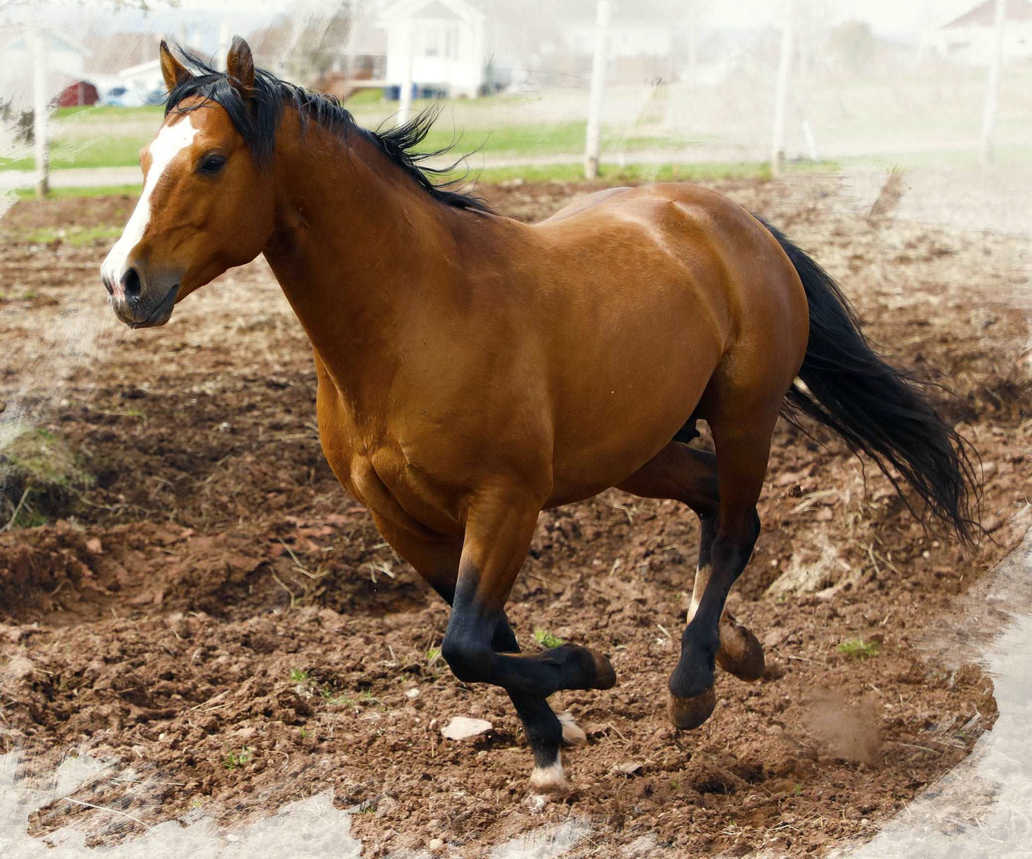 Couvertures Cheval brun courant CV-010