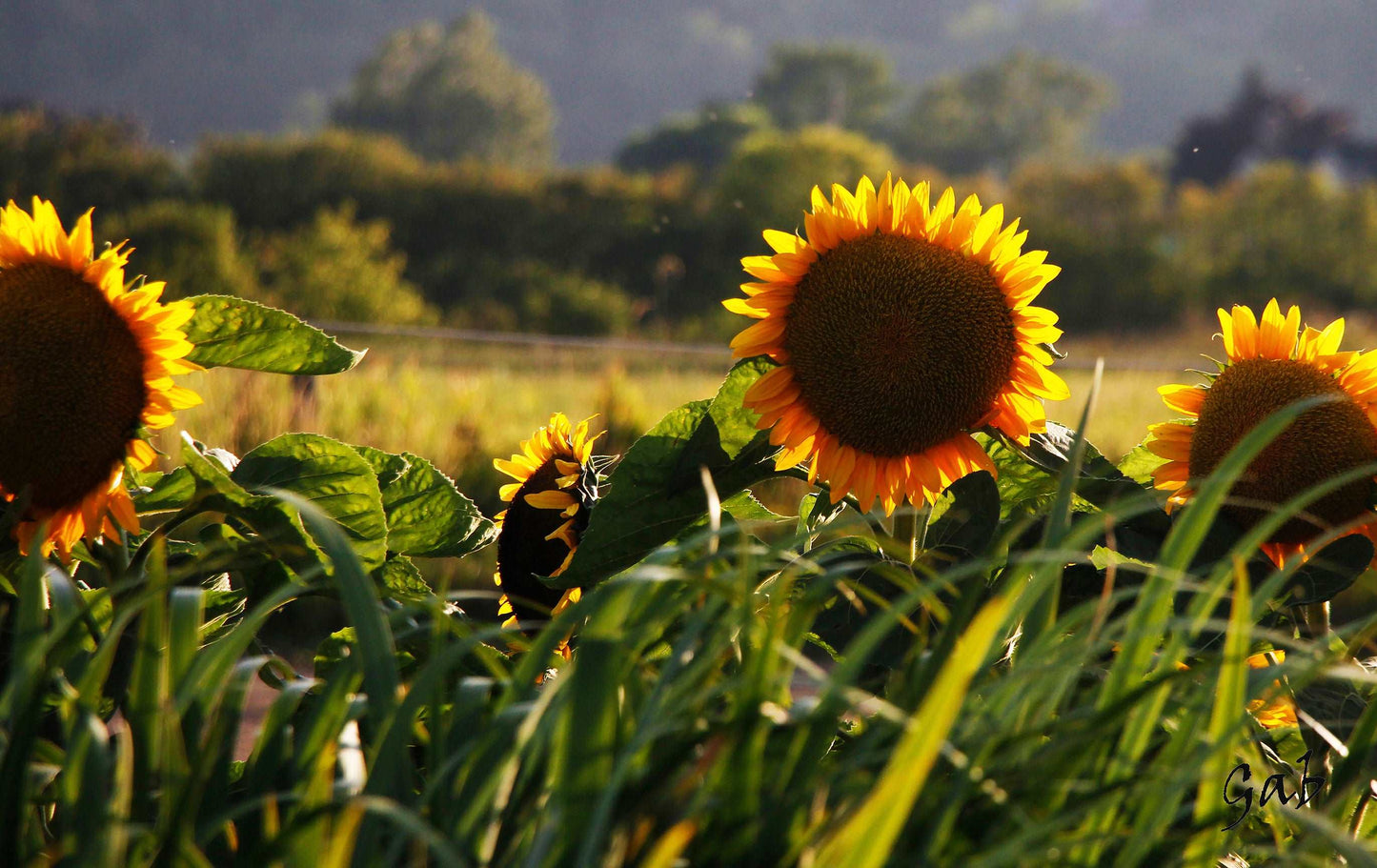 Couvertures Champs de Tournesols CV-023