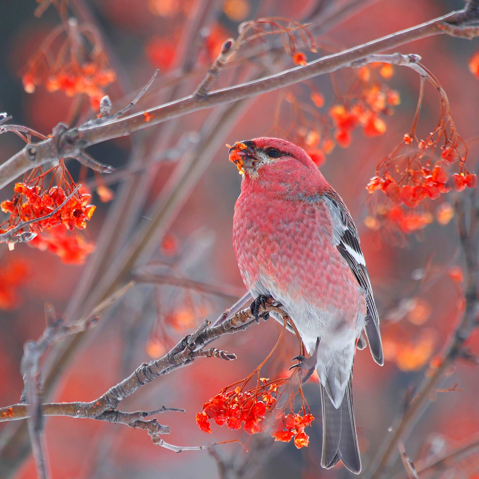 Couvertures Durbec des sapins CV-029