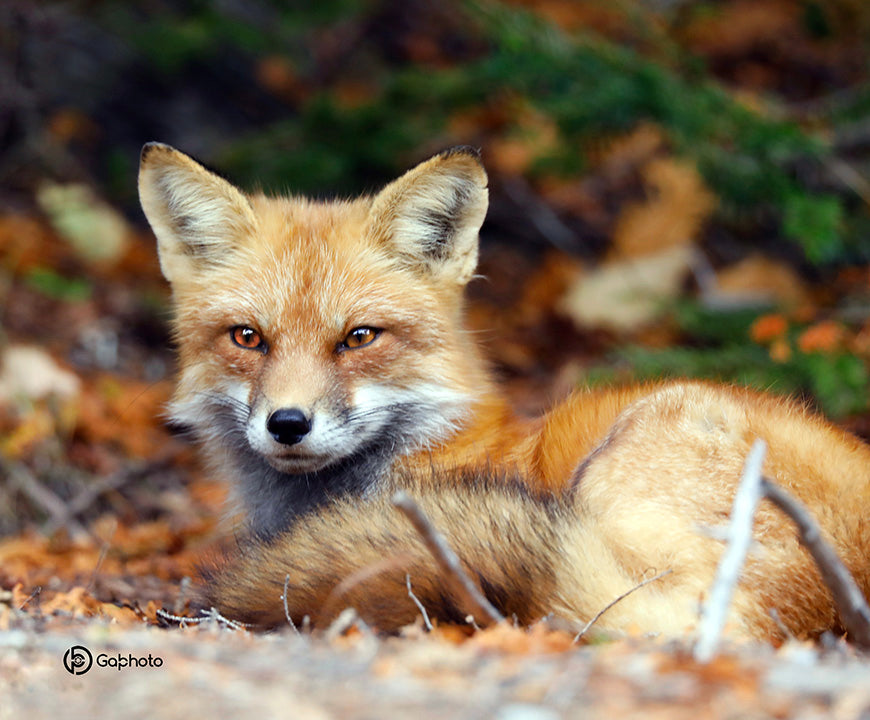 fox