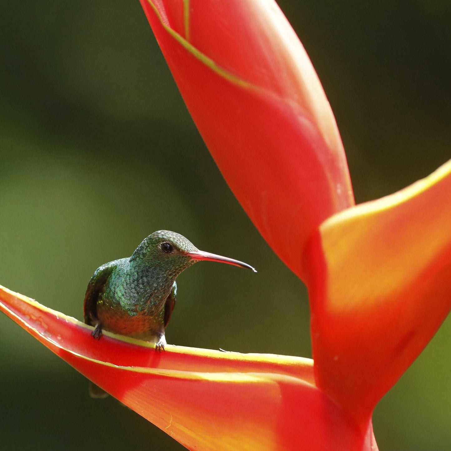 Coussin 14x14 Colibri Costa Rica CS-1414-004