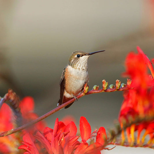 Coussin 14x14 Colibri roux fond gris CS-1414-006