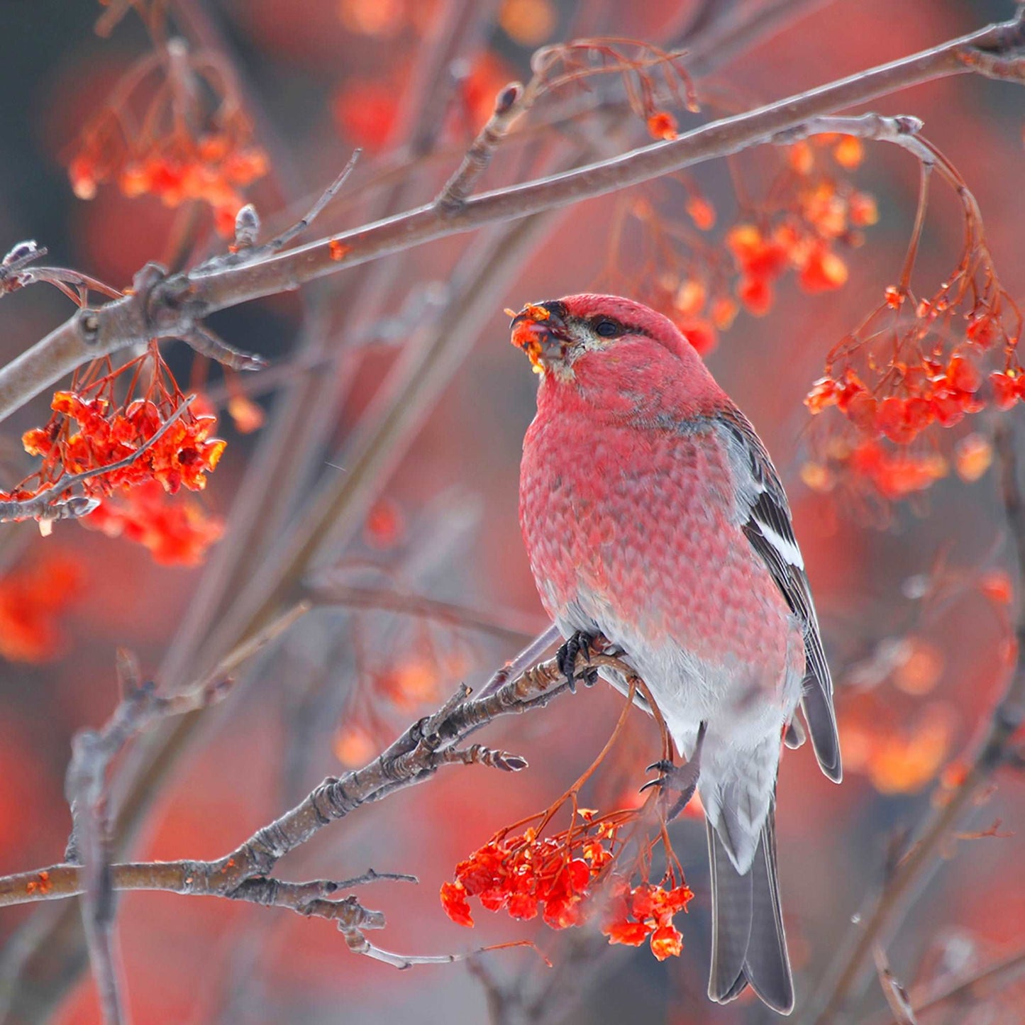 Coussin 14X14 Durbec des sapins fond rouge CS-1414-019