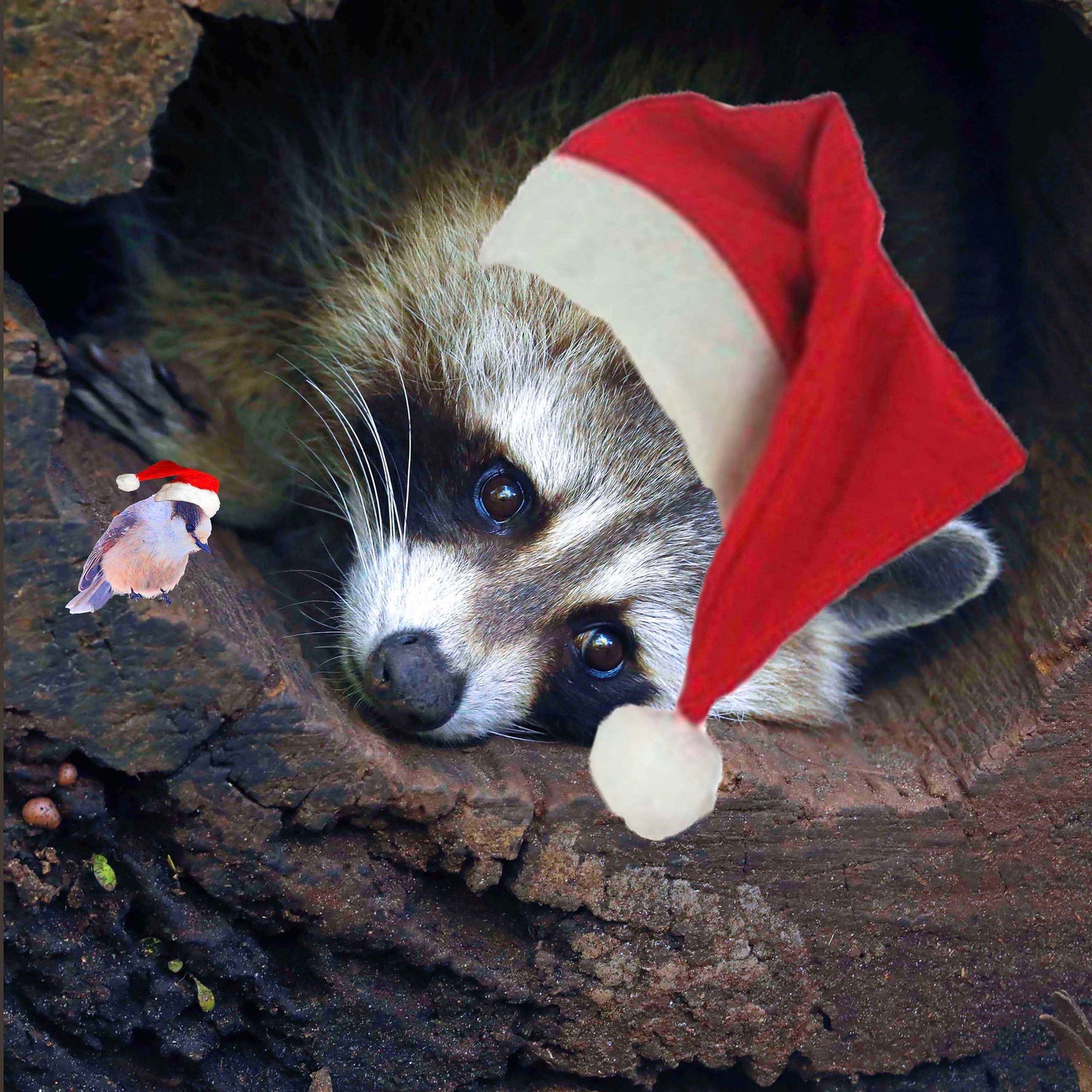 Coussins Noel 18x18 Raton et tuque CS-1818-N013