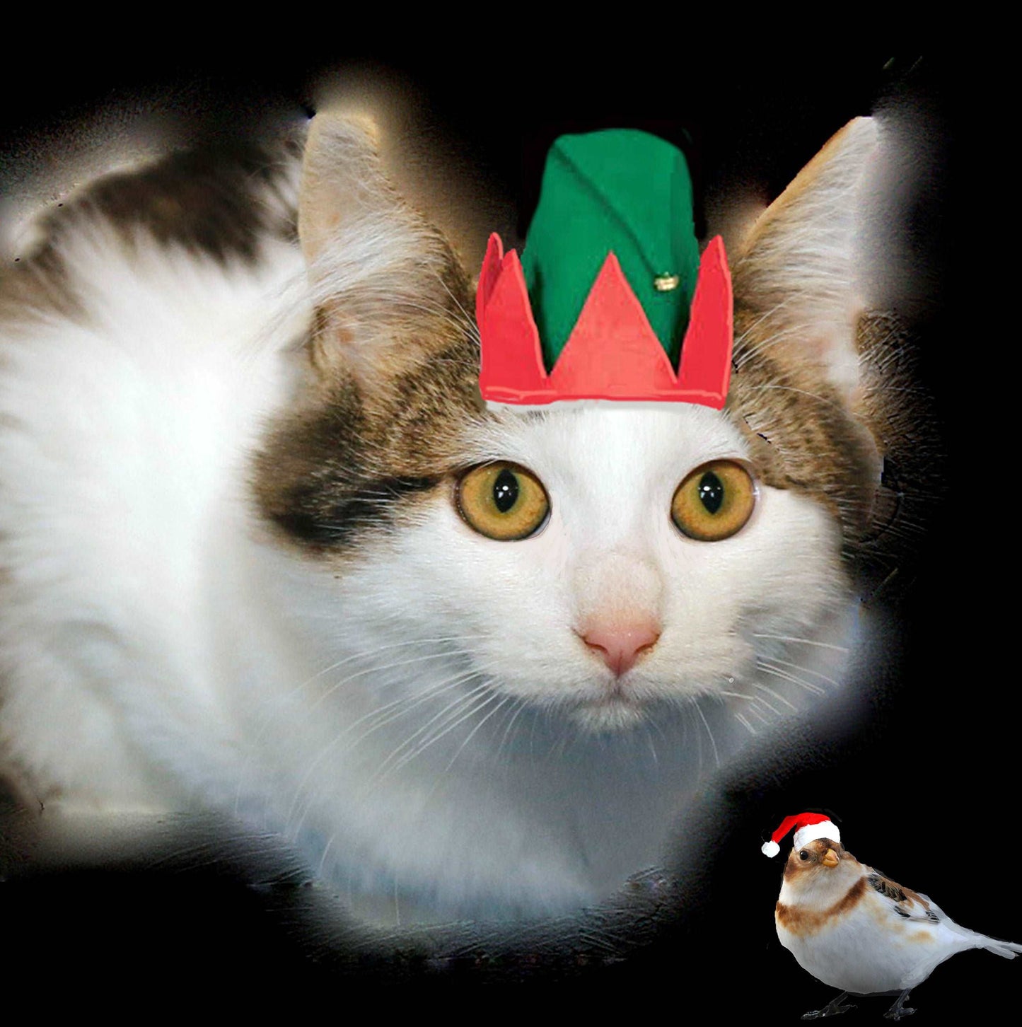 Coussins 18X18 de Noel Chat et tuque CS-1818-N010