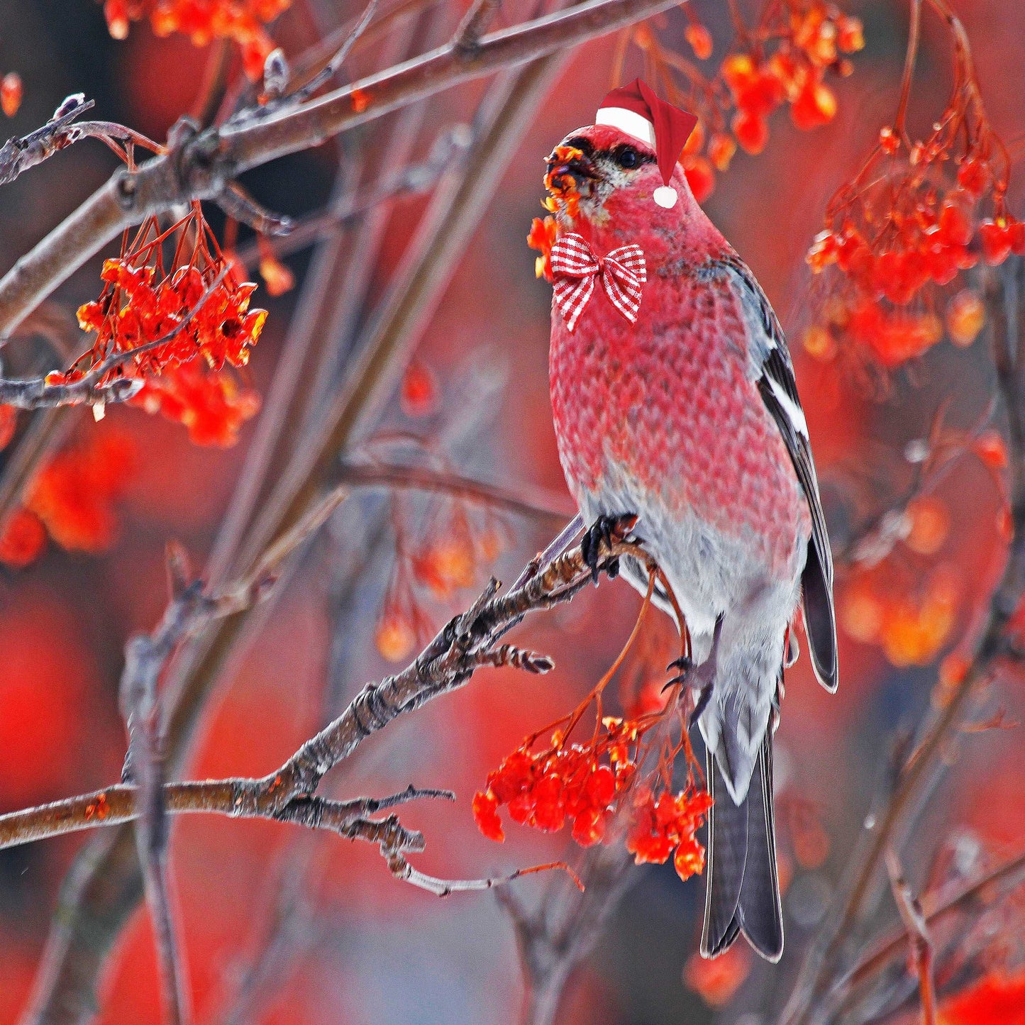 Coussins de Noel 18x18 Durbec de Noël CS-1818-N011