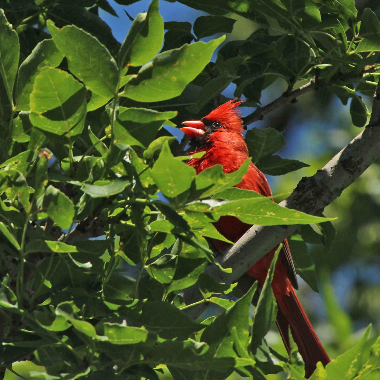 Coussin 14x14 Cardinal et feuillages CS-1414-001