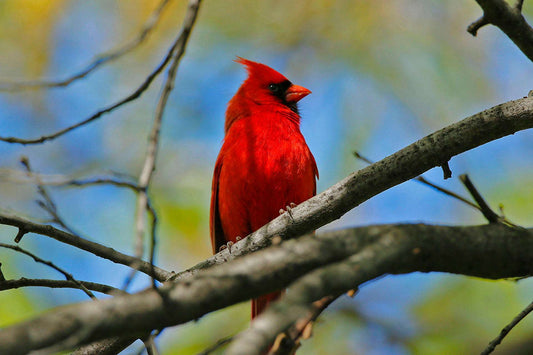 Coussin 14x14 Cardinal sur branche CS-1414-002