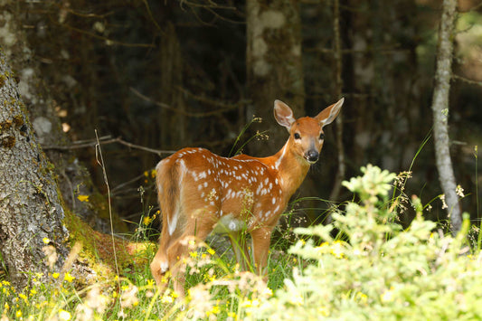 Coussin 18x18 Faon Anticosti CS-1818-018