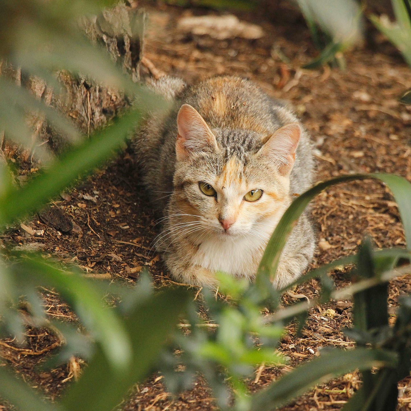 Coussin 14x14 Chat couché CS-1414-003