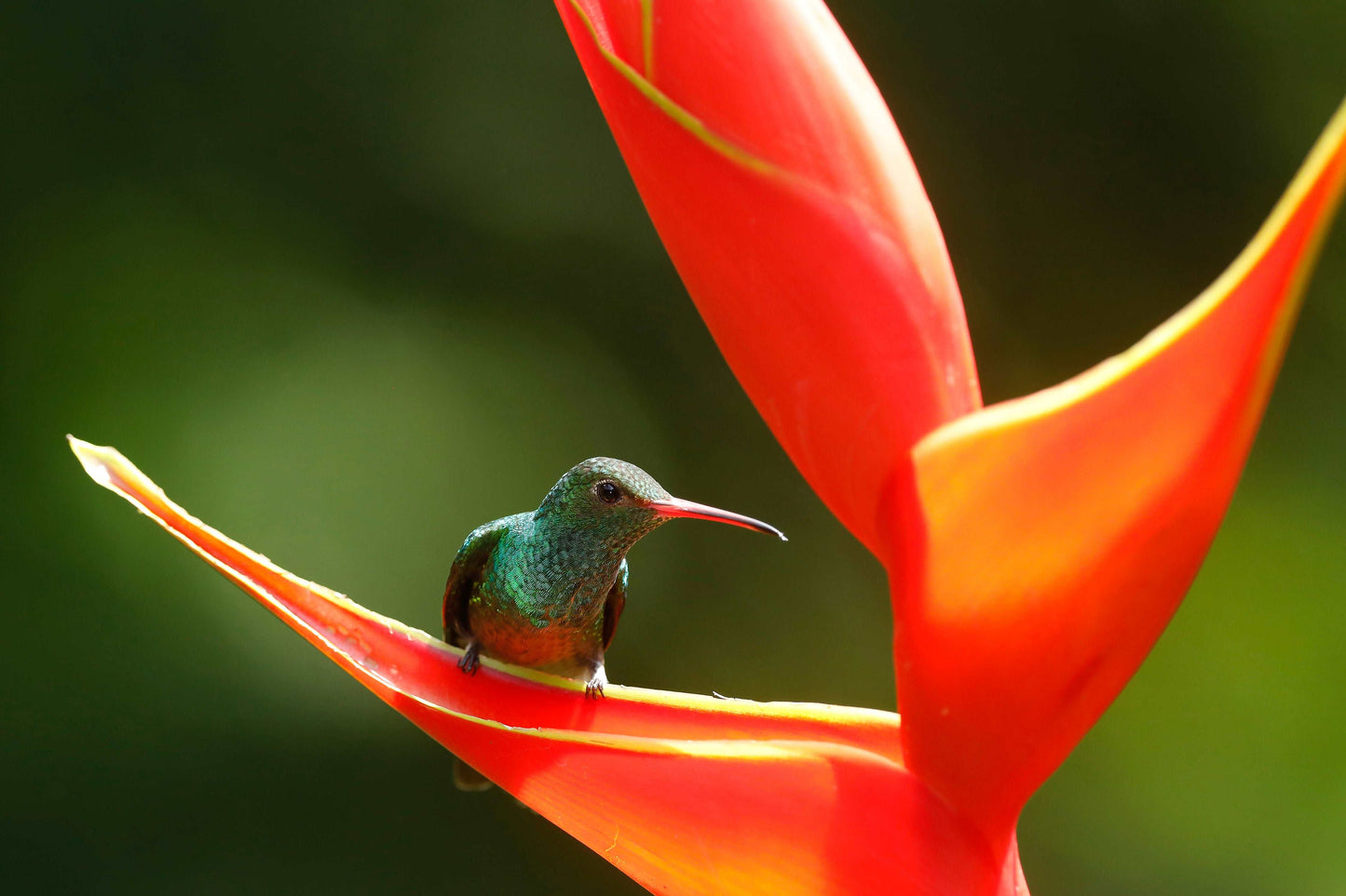 Coussin 14x14 Colibri Costa Rica CS-1414-004