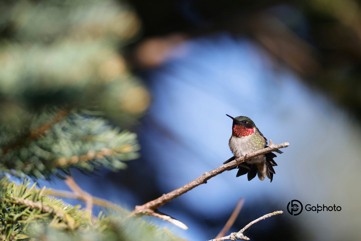 Male Ruby-throated Hummingbird photo print