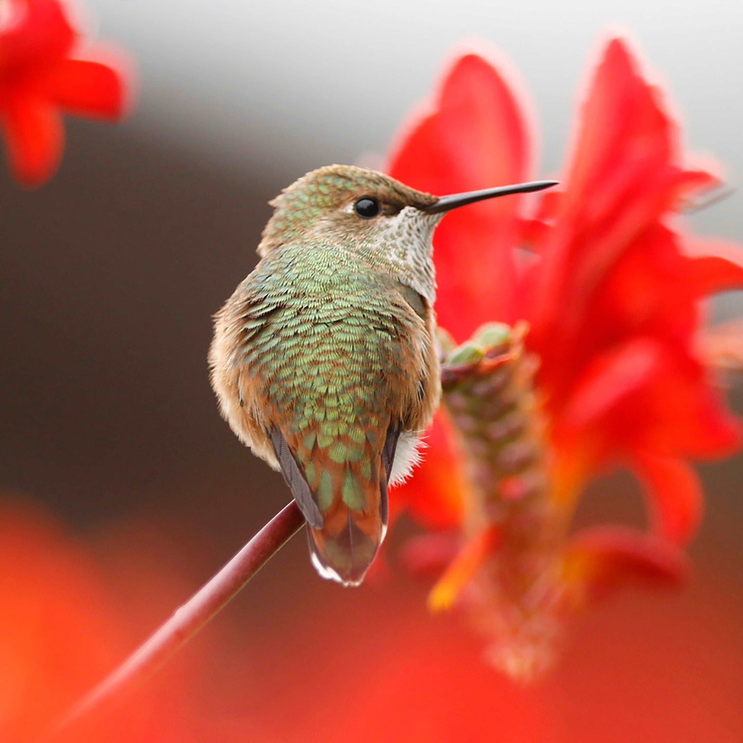 Coussin 14x14 Colibri roux gros plan CS-1414-007