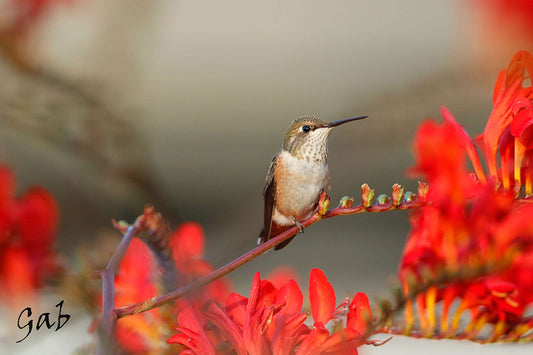 Couvertures Colibri roux 1 CV-016