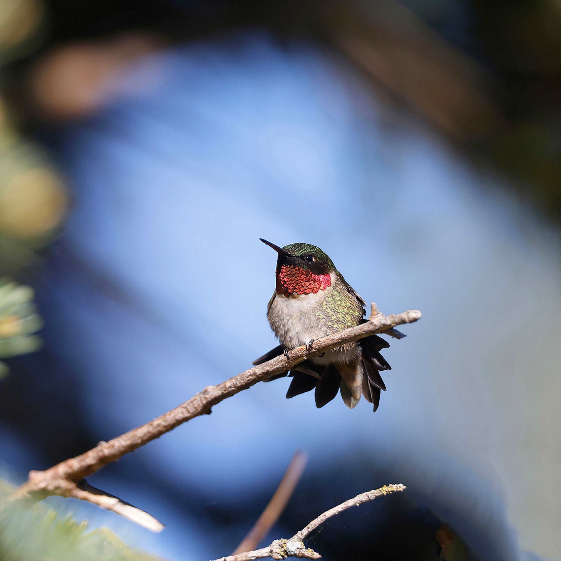 Coussin 18x18 Colibri gorge rubis mâle CS-1818-035