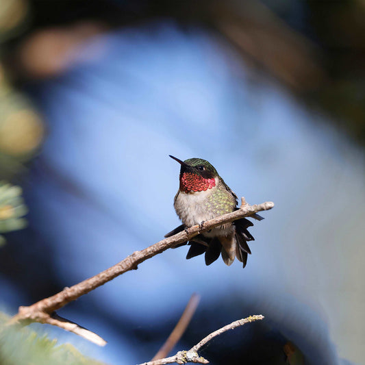 Coussin 18x18 Colibri gorge rubis mâle CS-1818-035