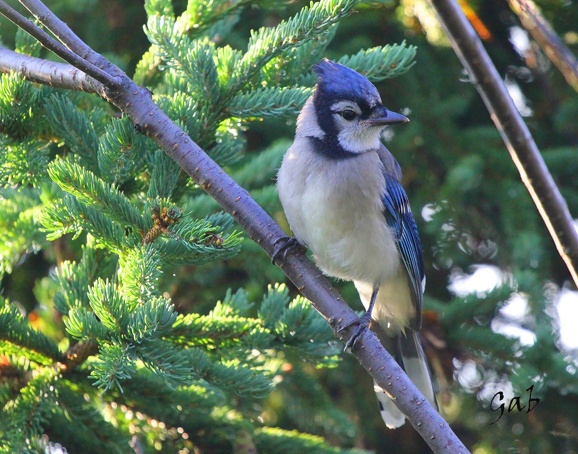 Couvertures Geai bleu CV-015