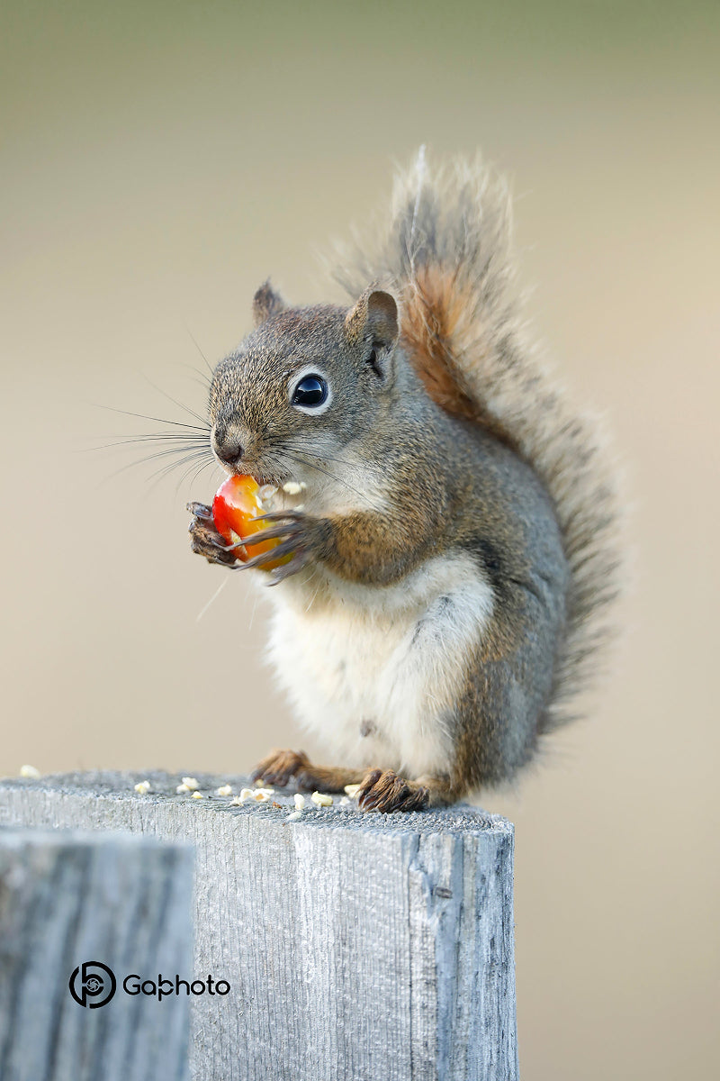 Ecureuiletfruitderosiers