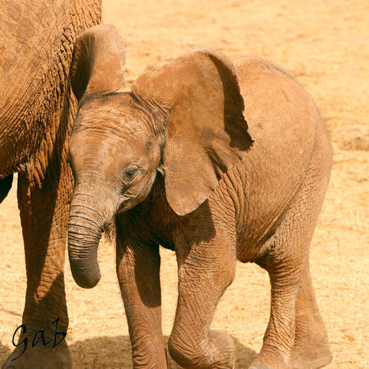 Coussin 14x14 Éléphanteau Kenya CS-1414-018