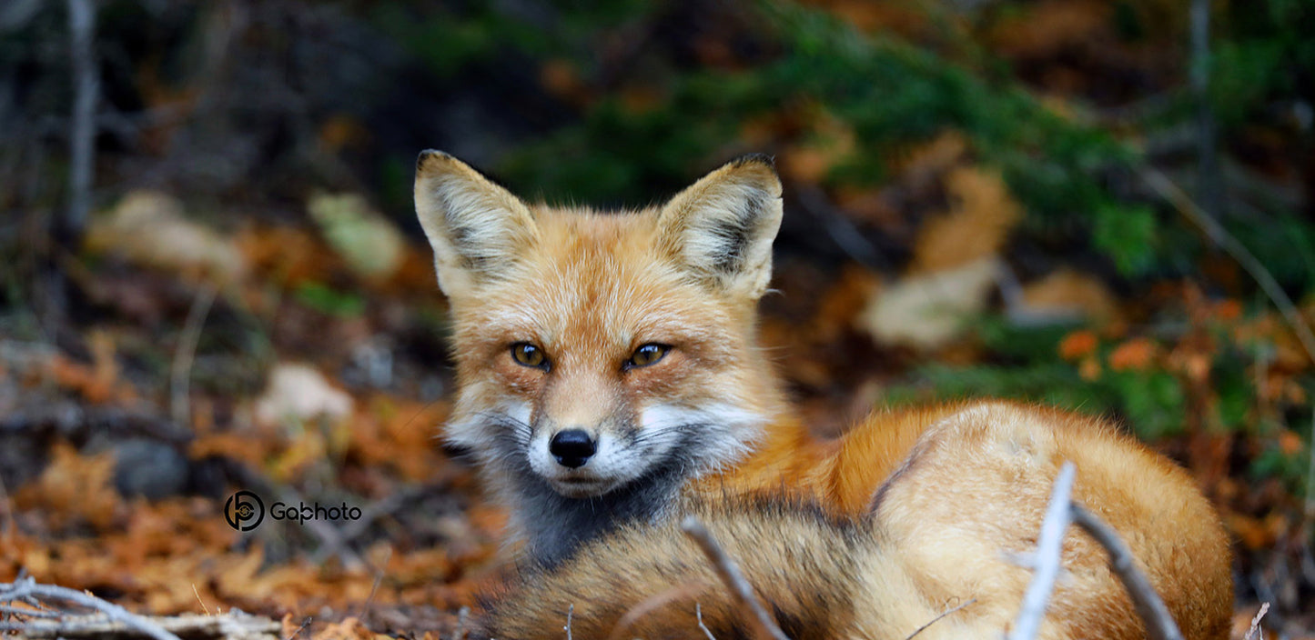 fox