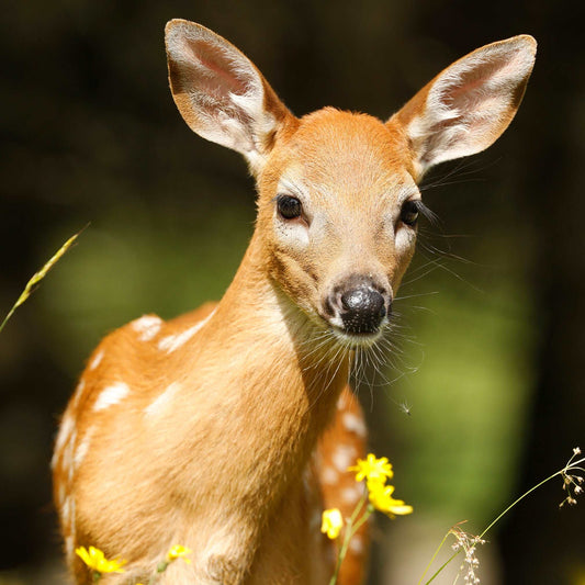 Coussin 14x14 Faon Anticosti CS-1414-008