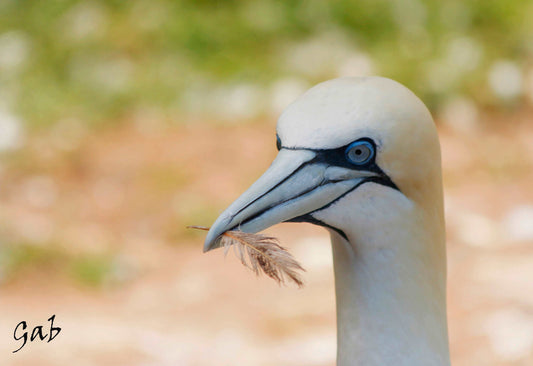 Coussin Fou de Bassan plume dans bec 18x18 CS-1818-023