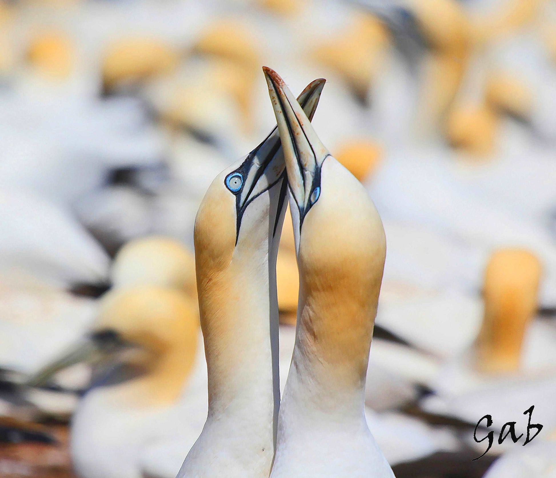 Couvertures Fou de Bassan becs croisés CV-019