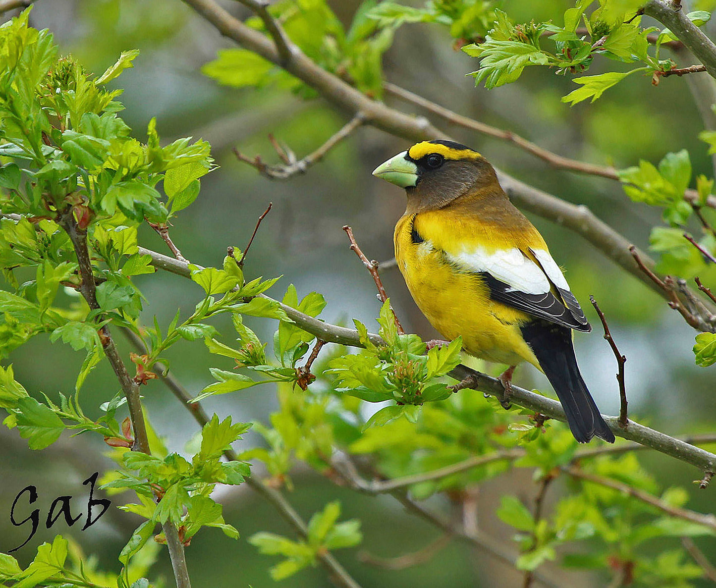 Couvertures Gros bec errant CV-014