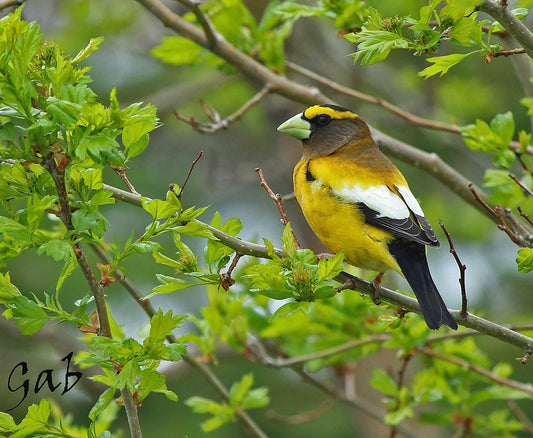 Couvertures Gros bec errant CV-014