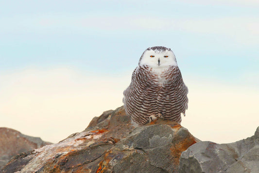 Coussin 18x18 Harfang au quai CS-1818-008