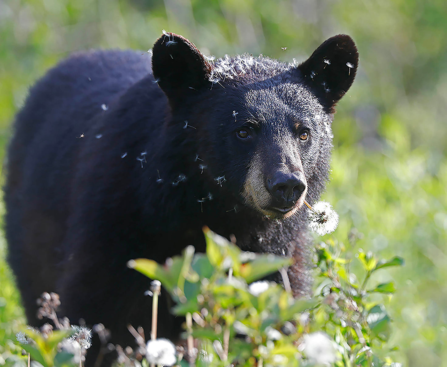 Photo print Black bear