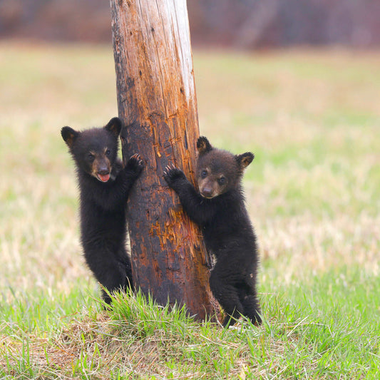 Coussin 14x14 Oursons CS-1414-013