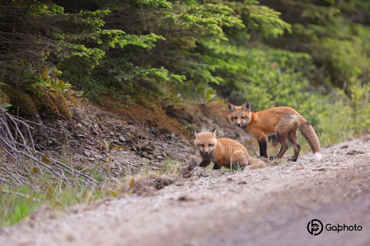 RenardeauSEPAQBic17juin23
