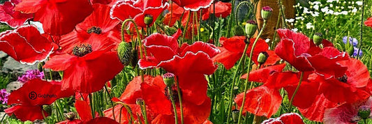 Tassecoquelicotssignee