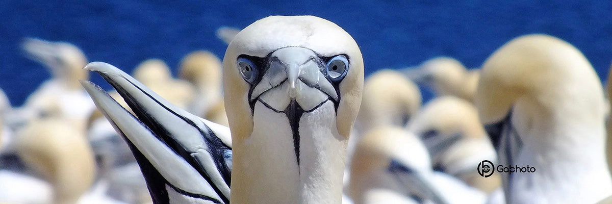 Tasse en métal TA-009 Fou de Bassan