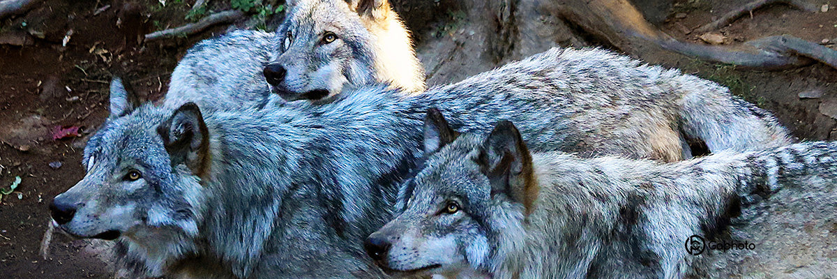 TASSEMEUTEDELOUPSSIGNEE